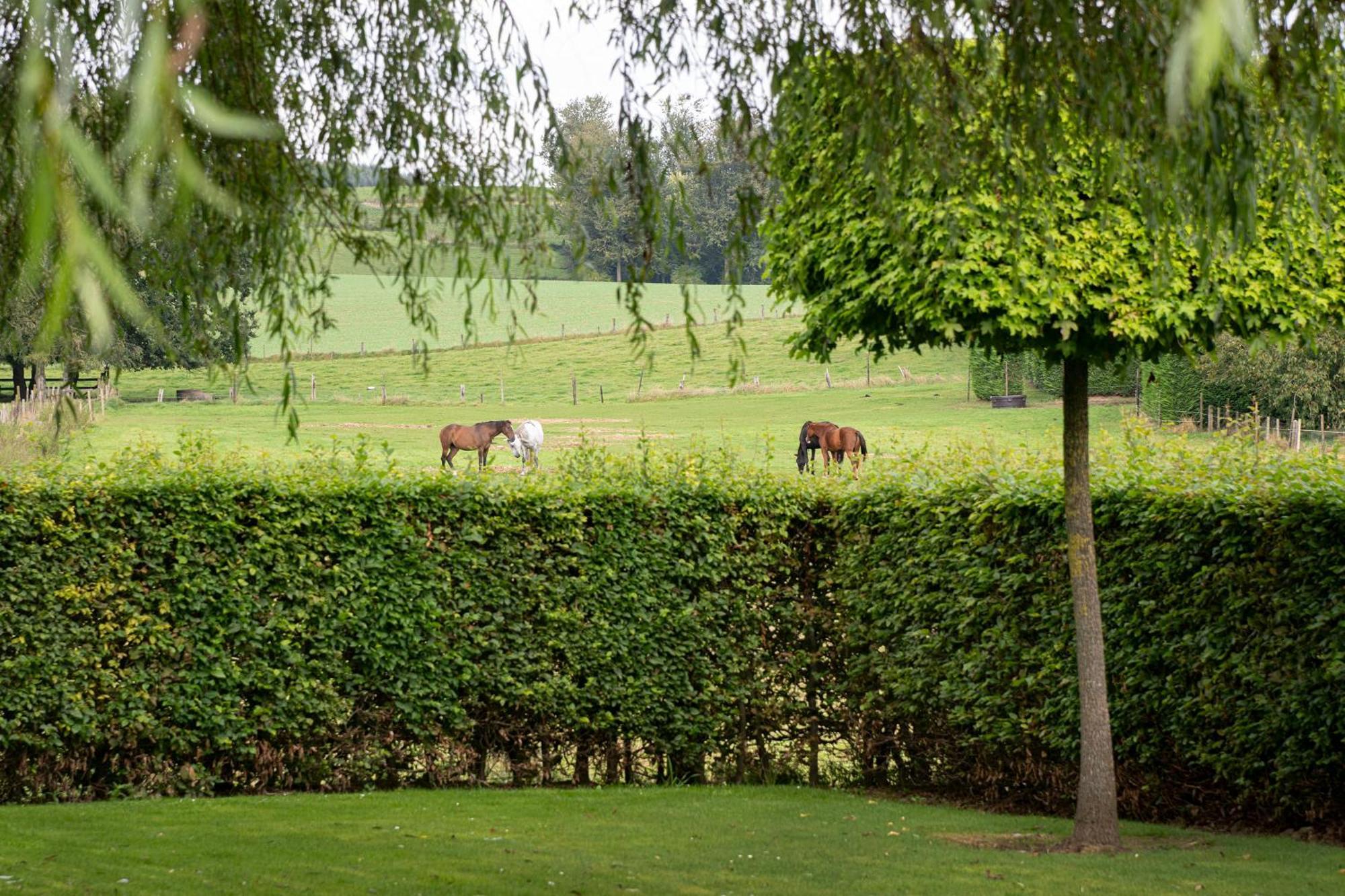 B&B Bertem Natuur Exterior foto